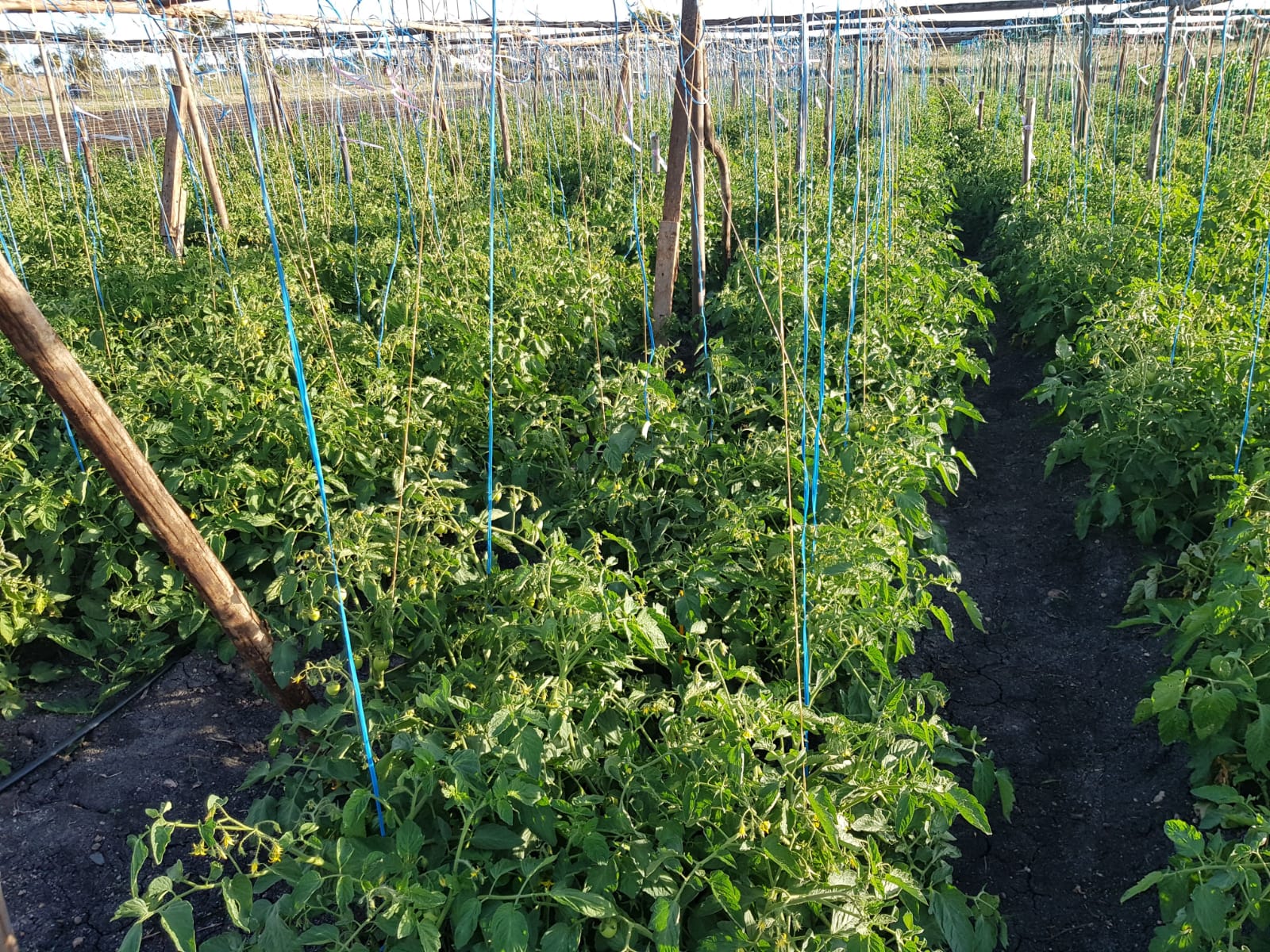 Farmer Network